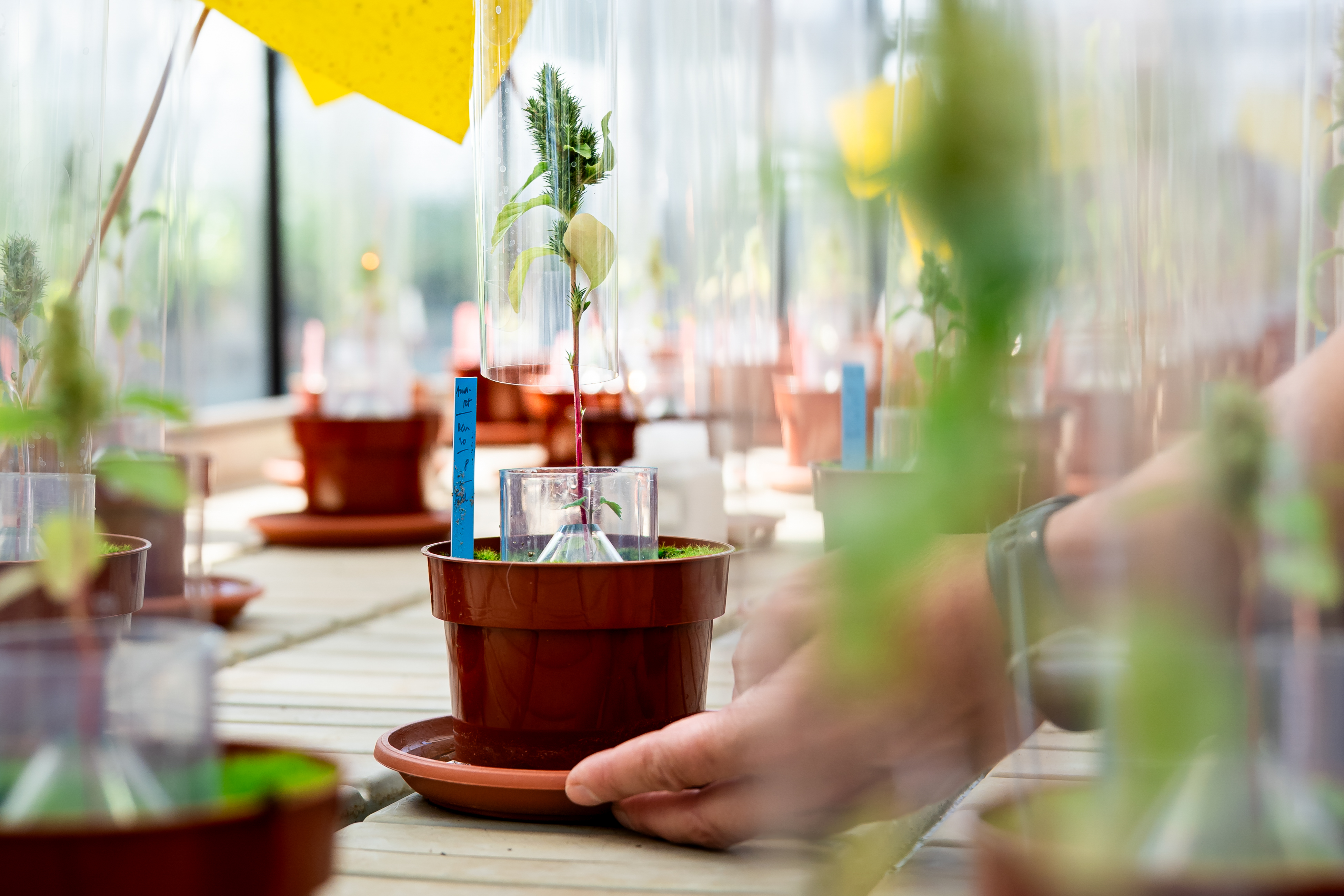 Close-up van plantjes